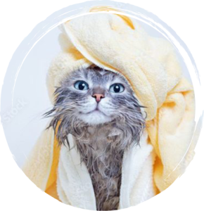 pet salon San Diego