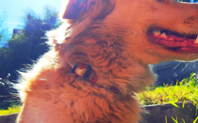 Summer-Safety-for-dogs