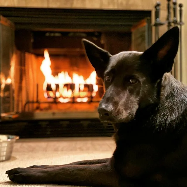 Dog Cremated