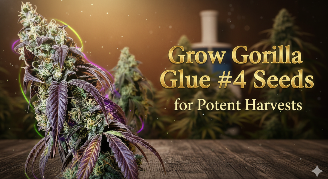 Gorilla Glue #4 Seeds
